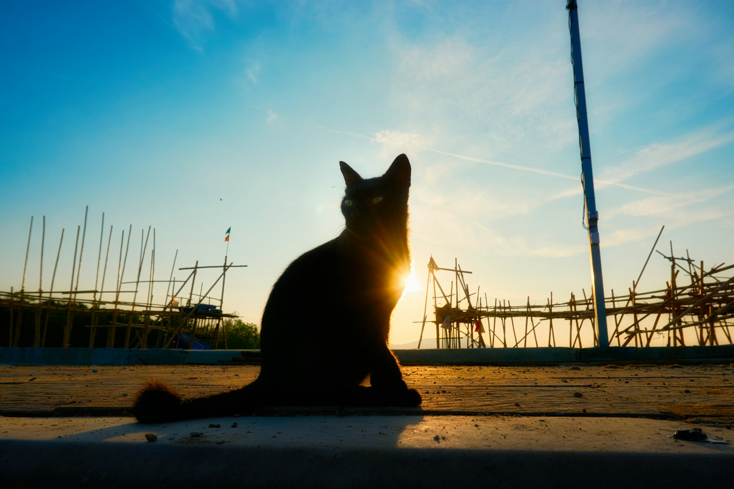 夕暮れに佇む猫のシルエット