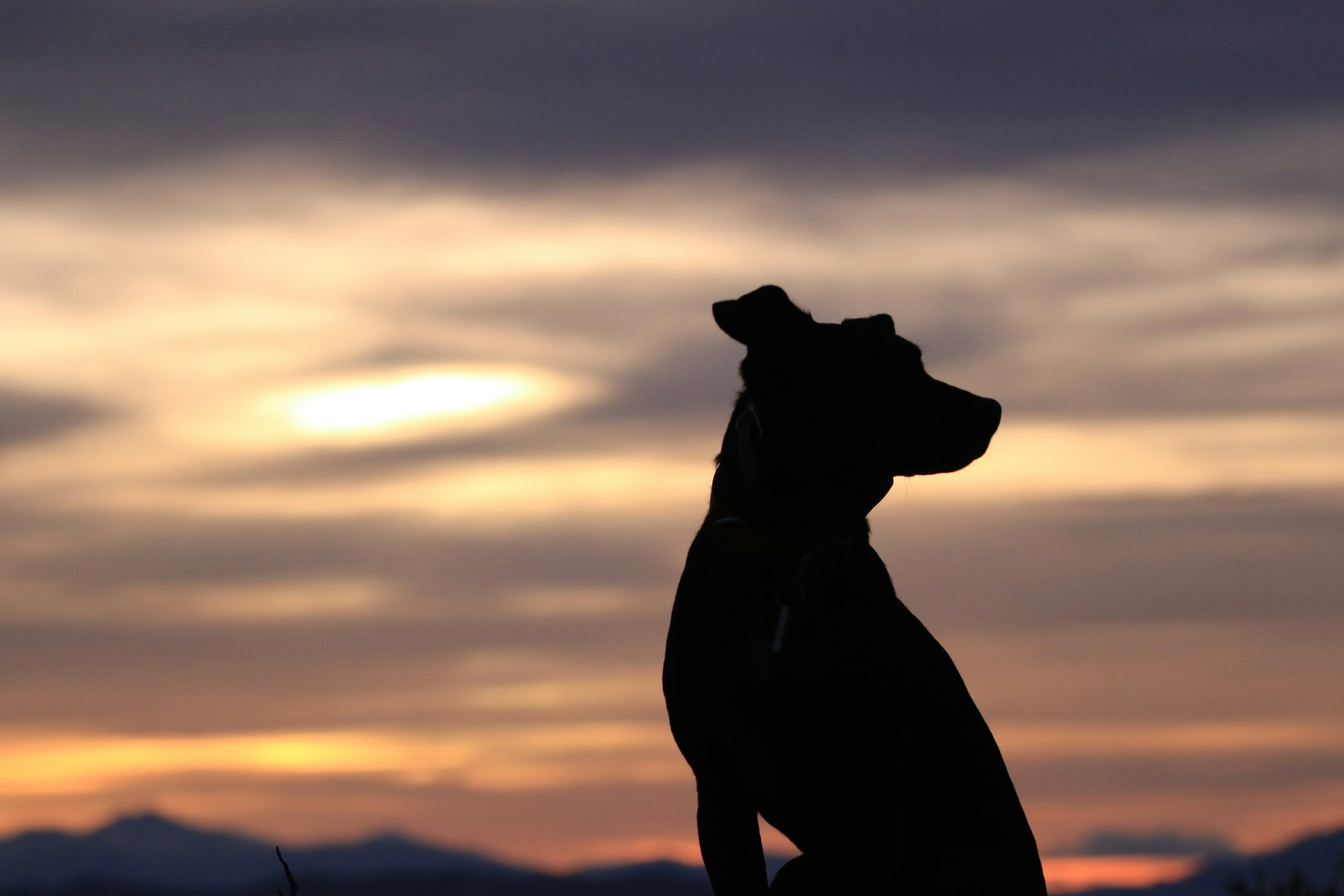 夕暮れに佇む犬のシルエット